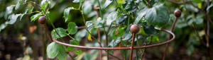 Staudenhalter Rost