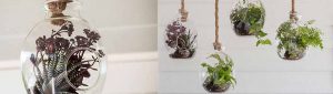 Hänge-Terrarium Pflanzen